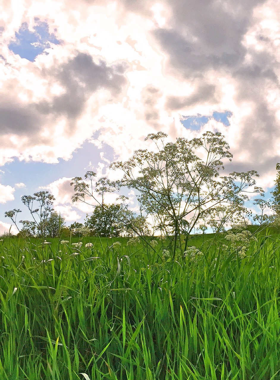 nature, blue sky, cloud, summer, weather, beautifully, meadow, dog biscuit, grass, blue, green, sky, go, the summer